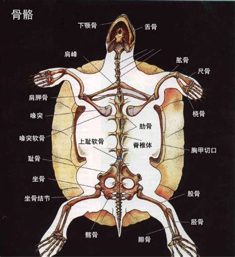 墨兰 烏龜身體構造